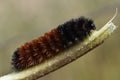 Woolly Bear Caterpillar or Isabella Tiger Moth, crawling on a stem.