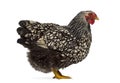 Side view of a Wyandotte chicken