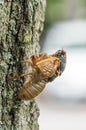 17-year Cicada Partially Emerged from Skin Royalty Free Stock Photo