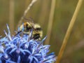 Bumblebee busy pollinating a blue allium flower