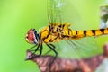 Side view of Yellow Dragonfly Royalty Free Stock Photo