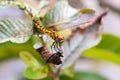 Side view of yellow dragonfly Royalty Free Stock Photo