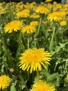 Side view of the yellow flowers of Common Dandelion - Taraxacum officinale