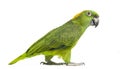 Side view of a Yellow-naped parrot walking (6 years old) Royalty Free Stock Photo