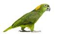 Side view of a Yellow-naped parrot walking (6 years old) Royalty Free Stock Photo