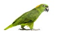 Side view of a Yellow-naped parrot walking (6 years old) Royalty Free Stock Photo