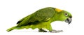 Side view of a Yellow-naped parrot walking (6 years old) Royalty Free Stock Photo