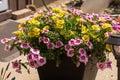 a side view of yellow and purple Million Bells blossoms in a planter