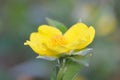 Side view yellow Snake Vine Flower