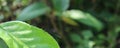 Side view of a yellow striped damselfly sitting on the tip of a light green leaf in bright background Royalty Free Stock Photo