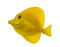 Side view of a Yellow Tang, Zebrasoma flavescens Royalty Free Stock Photo