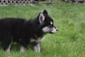 Side view of a young adorable husky puppy