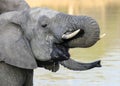 Side view of young African elephant with tusks drinking water Royalty Free Stock Photo