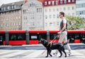 Young blind man with white cane and guide dog walking across street in city.