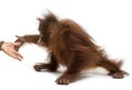 Side view of a young Bornean orangutan reaching at human hand Royalty Free Stock Photo