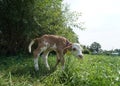 Side view of a young calf standing in the grass Royalty Free Stock Photo