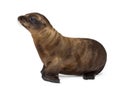 Side view of a Young California Sea Lion, Zalophus californianus, looking away