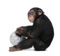 Side view of a Young Chimpanzee and his ball - Sim