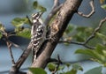 Juvenile Downy Woodpecker perching on branch Quebec