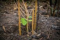 A Side view Young eggplant tree growing in the garden Royalty Free Stock Photo