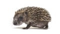 Side view of a Young European hedgehog walking away