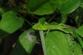 Side view of a young green lizard crawling on top of a large Arrowroot leaf Royalty Free Stock Photo