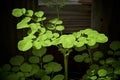 Side view of young green moringa oleifera tree growing Royalty Free Stock Photo