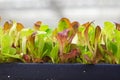 Side view of young lettuce growing in a tray Royalty Free Stock Photo