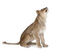 Side view of young lion cub looking up, Panthera leo Royalty Free Stock Photo