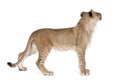 Side View Of Young Lion Cub, Panthera Leo, 8 Months Old