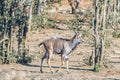 Side view of a young nyala bull walking Royalty Free Stock Photo