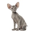 Side view of a young peterbald cat, sitting, isolated