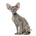 Side view of a young peterbald cat, sitting, isolated