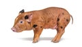 Side view of a young pig mixedbreed, isolated