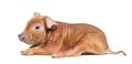 Side view of a Young pig mixedbreed lying down, isolated