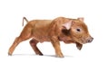 Side view of a young pig walking mixedbreed, isolated