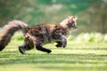 Side view of running maine coon cat Royalty Free Stock Photo