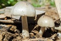 Side View Of Young Pluteus Petasatus Mushrooms