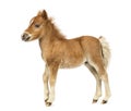 Side view young poney, foal against white background Royalty Free Stock Photo