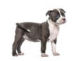 Side view of a young puppy American Bully standing, isolated Royalty Free Stock Photo