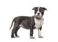 Side view of a young puppy American Bully standing, isolated Royalty Free Stock Photo