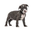 Side view of a young puppy American Bully standing, isolated Royalty Free Stock Photo