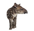 Side view of a young South american tapir, isolated on white