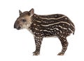 Side view of a young South american tapir, isolated on white