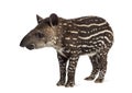 Side view of a young South american tapir, isolated on white