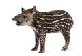 Side view of a young South american tapir, isolated on white