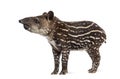 Side view of a young South american tapir, isolated on white Royalty Free Stock Photo