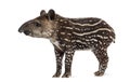 Side view of a young South american tapir, isolated on white