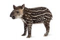 Side view of a young South american tapir, isolated on white