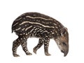 Side view of a young South american tapir sniffing